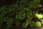 Hosta "Diamond Tiarra"