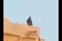 a pigeon