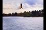 Canadian Goose