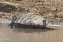 Alligator