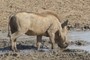 Warthog