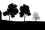 Season trees