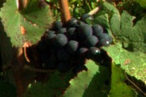 295987-210x140