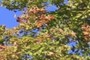 leaves starting to turn