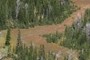 Ribbon forest