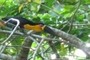 tucano