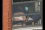 woman in window