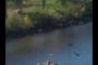 watching the ducks