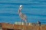 Pelican