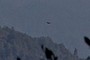 Eagle in Flight