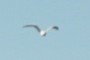 A Bird