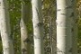 Wal-to-wall trees