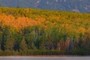 Aspen forest