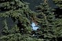 In the trees