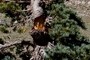 Broken Tree Top