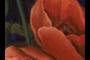 Poppies detail