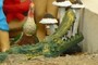 Crocodile