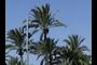 palmeras