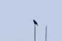 Crow