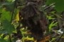 Cocoon?