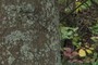 Lichen