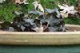 Deer resistant plants?