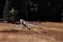 Ols Snag