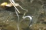 WaterBot sensor