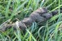 This Panorama is Full of Scat!
