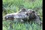 Elk killed by Endangered Mexican Wolves