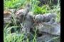 Wolf Scat on Carcass