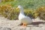 Quack