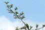 Acacia