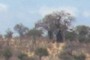 Baobabs