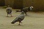 Berd