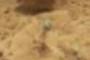 a mushroom?