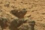 ET peering over rock