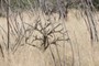 cholla