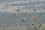 agave seed pods?