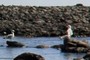 gaviotas