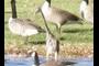 Heron