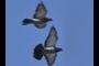 In coming Pigeons