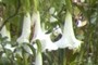 lilies