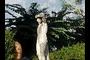 Statue