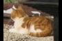 A cat