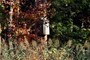 Birdhouse