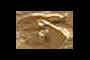 white worm or grub like creature protruding from dirt
