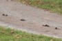 Horse Poop