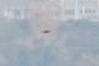 Bird?