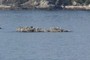 Seaguls
